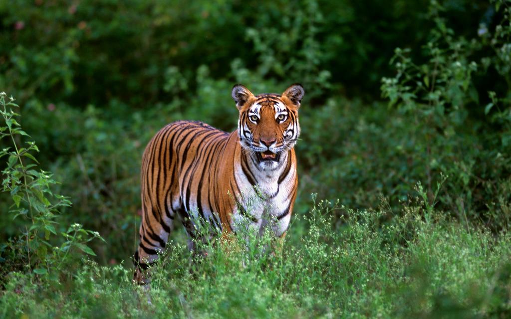 Evolve Back Kabini Begur Exterior photo